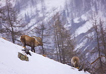 Ibex {Capra ibex} male and female in snow, Gran Paradiso NP, Valsavarenche, Aosta valley, Italian alps