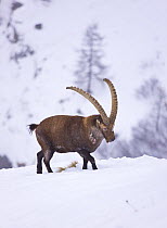 Ibex {Capra ibex} male in snow, Gran Paradiso NP, Valsavarenche, Aosta valley, Italian alps