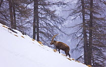 Ibex {Capra ibex} male on hillside in snow, Gran Paradiso NP, Valsavarenche, Aosta valley, Italian alps