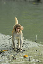 Young Rhesus macaque (Macaca mulatta) on the bank of a creek in the Sundarbans Mangrove Forest, West Bengal, India