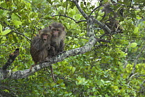 Two wet Rhesus macaques (Macaca mulatta) huddled together on a branch after a monsoon shower, Sundarban Mangrove Forest, West Bengal, India