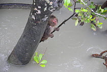 Rhesus macaque (Macaca mulatta) clinging to a branch after a monsoon shower, Sundarbans Mangrove Forest, West Bengal, India