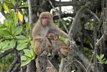 Rhesus macaque (Macaca mulatta) infant licking mothers nipple, Sundarbans Mangrove forest, West Bengal, India