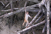 Young Rhesus macaque (Macaca mulatta) climbing in mangrove stilt roots, Sundarbans Mangrove forest, West Bengal, India