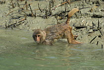 Rhesus macaque (Macaca mulatta) searching for food under water in a creek, Sundarbans Mangrove forest, West Bengal, India