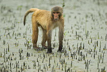 Rhesus macaque (Macaca mulatta) during low tide in the mud with areal roots and mangrove sprouts, Sundarbans Mangrove forest, West Bengal, India
