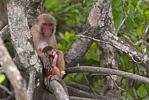 Rhesus macaque (Macaca mulatta) mother with infant, Sundarbans Mangrove forest, West Bengal, India