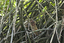 Young Rhesus macaques (Macaca mulatta) playing in mangrove stilt roots, Sundarbans Mangrove forest, West Bengal, India