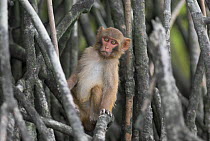 Young Rhesus macaque (Macaca mulatta) in mangrove stilt roots, Sundarbans Mangrove forest, West Bengal, India