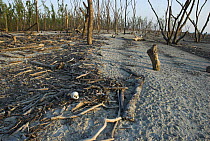 Driftwood in coastal mangrove Forest (Keora Sonneratia apetala) after cyclone Sidr on November 15 2007, Sunderban East Wildlife Sanctuary, Sunderbans Mangrove forest, Bangladesh