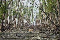 Spotted / Chital deer {Axis axis} in damaged coastal mangrove forest (Keora, Sonneratia apetala) two months after cyclone Sidr (November 15 2007) Sundarban East Wildlife Sanctuary, Sundarbans Mangrove...