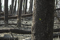 Two months after the severe cyclone Sidr (November 15 2007) damaged this coastal mangrove forest (Keora) new leaves start to appear, Sundarban East Wildlife Sanctuary, Sundarbans Mangrove forest, Bang...
