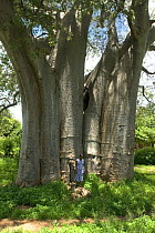 Baobab tree (Adansonia digitata) with woman standing beside tree for scale, Malawi, February 2008