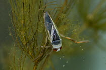 Black Backswimmer (Notonecta obliqua), on Hornwort (Ceratophylllum demersum) captive, England.