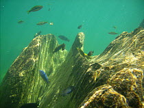 Cichlid fish {Cichlidae} shoaling around rocks in Lake Malawi (Lake Niassa), Mozambique.