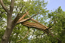 Storm damage to Oak tree (Quercus robur) broken branch, Packwood House (National Trust), Warwickshire, England. June 2008