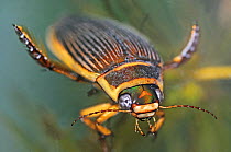 The Wasp diving beetle (Dytiscus circmflexus) captive, England