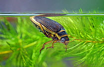 The Wasp diving beetle (Dytiscus circmflexus) taking air, captive, England