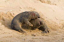 Grey Seal (Halichoerus grypus) two bulls fighting on beach, Lincolnshire coast, UK. November 2008