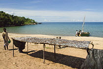 Cichlid fish drying in sun on a rack, beach on Lake Malawi (Lake Niassa), Niassa Province, Mozambique February 2008