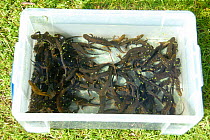 Great crested newts (Triturus cristatus) and Smooth newts (Triturus / Lissotriton vulgaris) being counted and sexed after capture from bottle traps under licence from a pond in Shropshire, England, Ma...