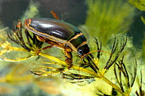 Male Great Diving Beetle (Dytiscus marginalis), resting on Hornwort (Ceratophyllun demersum), captive, UK.