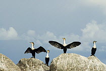 Two white-necked Cormormants (Phalacrocorax carbo) with out stretched wings on guano covered rock on Lake Malawi (Lake Niassa), Mozambique, February 2008