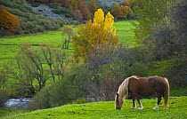 Horse grazing in mountain valley, autumn, Casasuertes, Picos de Europa NP, Leon, Northern Spain October 2006