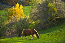 Horse grazing in mountain valley, autumn, Casasuertes, Picos de Europa NP, Leon, Northern Spain October 2006