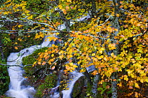 Mountain stream in autumn with beech trees, Picos de Europa NP, Raino, Leon, Northern Spain  October 2006