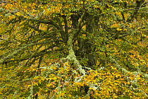 Lichen covered Beech tree in autumn, Picos de Europa NP, Raino, Leon, Northern Spain  October 2006