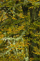 Lichen covered Beech tree in autumn, Picos de Europa NP, Raino, Leon, Northern Spain  October 2006