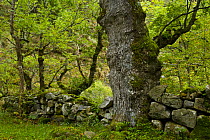 Oak tree beside the Ruta del Cares path, Pico de Europa NP, Leon, Northern Spain   October 2006