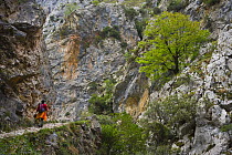 Hiker on the Ruta del Cares path, Pico de Europa NP, Leon, Northern Spain  October 2006