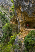 Hiker on the Ruta del Cares path where it is cut into the mountainside, Pico de Europa NP, Leon, Northern Spain  October 2006