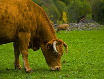 Cow grazing beside the Ruta del Cares path, Pico de Europa NP, Leon, Northern Spain   October 2006