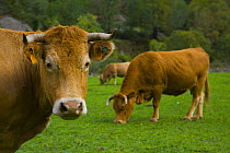 Cows grazing beside the Ruta del Cares path, Pico de Europa NP, Leon, Northern Spain   October 2006