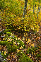 Beech woodland in autumn, Riano, Picos de Europa NP, Leon, Northern Spain  October 2006