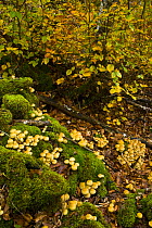 Beech woodland in autumn, Riano, Picos de Europa NP, Leon, Northern Spain  October 2006