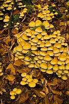 Fungus growing in woodland in autumn, Riano, Picos de Europa NP, Leon, Northern Spain  October 2006