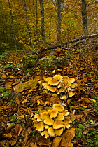 Fungus growing in beech woodland in autumn, Riano, Picos de Europa NP, Leon, Northern Spain  October 2006