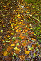 Fallen leaves along a wet path in woodland in autumn, Riano, Picos de Europa NP, Leon, Northern Spain  October 2006