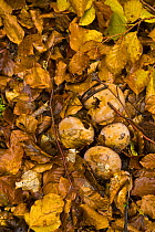 Fungus growing up through the leaf litter in woodland in autumn, Riano, Picos de Europa NP, Leon, Northern Spain  October 2006