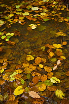 Fallen leaves on water in woodland, autumn, Riano, Picos de Europa NP, Leon, Northern Spain  October 2006