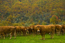 Herd of cattle in autumn, Riano, Picos de Europa NP, Leon, Northern Spain  October 2006