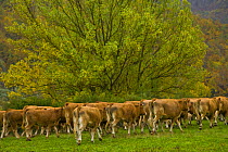 Herd of cattle walking, autumn, Riano, Picos de Europa NP, Leon, Northern Spain  October 2006