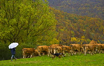 Cattle being herded by man and dog, Riano, Picos de Europa NP, Leon, Northern Spain  October 2006