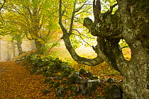Beech woodland in the autumn, deciduous atlantic forest, Taballon de Mongayu, Redes NP, Asturias, Northern Spain, October 2007