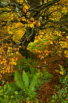 Beech woodland in the autumn, deciduous atlantic forest, Taballon de Mongayu, Redes  NP, Asturias, Northern Spain, October 2007