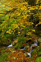 Stream running through Beech woodland in the autumn, deciduous atlantic forest, Taballon de Mongayu, Redes  NP, Asturias, Northern Spain, October 2007